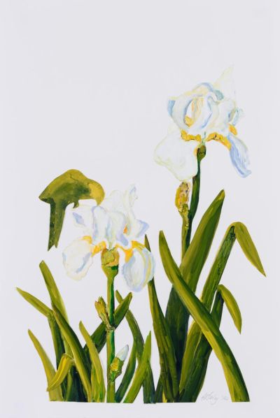 White Iris 1