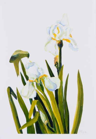 White Iris 2 jpg